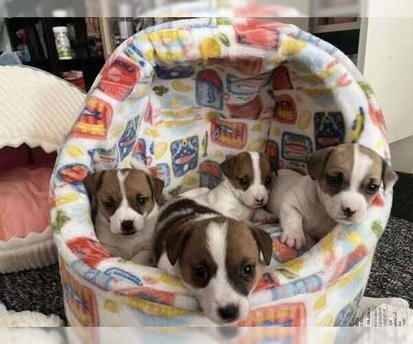 Medium Photo #2 Jack Russell Terrier Puppy For Sale in Springdale, PA, USA