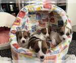 Small #1 Jack Russell Terrier