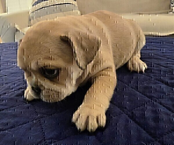 Medium Photo #4 French Bulldog Puppy For Sale in CHINO HILLS, CA, USA
