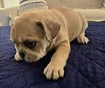 Small #3 French Bulldog