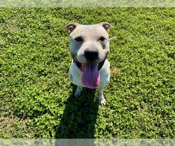Medium Photo #2 American Staffordshire Terrier Puppy For Sale in Ocala, FL, USA