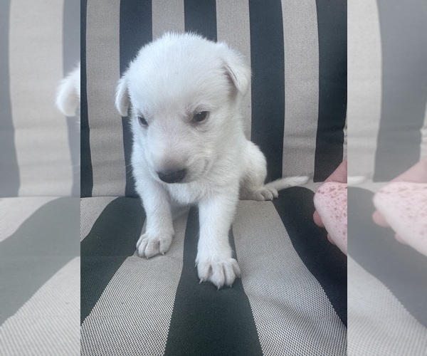 Medium Photo #4 German Shepherd Dog Puppy For Sale in SPRINGFIELD, MO, USA