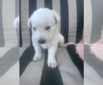 Small Photo #5 German Shepherd Dog Puppy For Sale in SPRINGFIELD, MO, USA