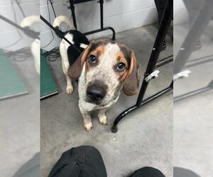 Beagle-Unknown Mix Dogs for adoption in St. Cloud, FL, USA