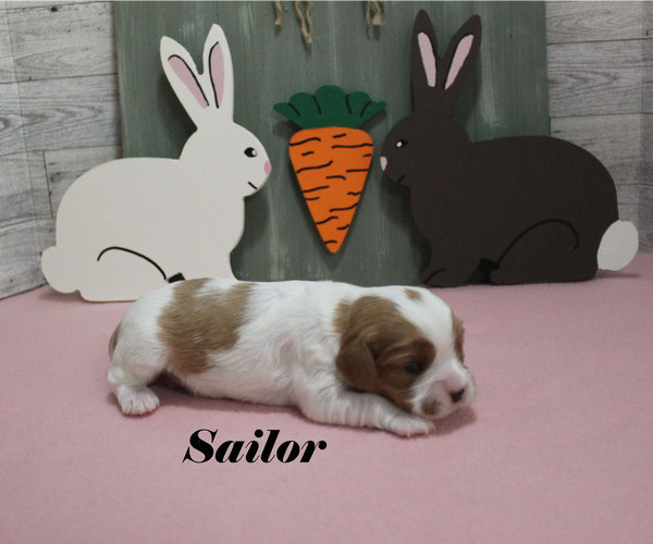 Medium Photo #9 Cavalier King Charles Spaniel Puppy For Sale in CHANUTE, KS, USA