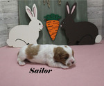 Small #8 Cavalier King Charles Spaniel
