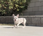 Small French Bulldog