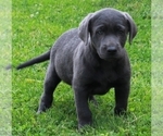 Small Photo #2 Labrador Retriever Puppy For Sale in FREDERICKSBURG, OH, USA