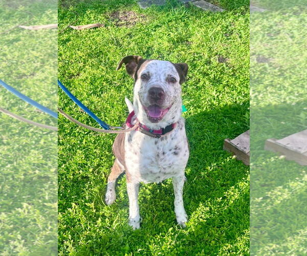 Medium Photo #4 Mutt Puppy For Sale in Pompano Beach , FL, USA