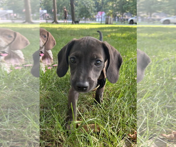 Medium Photo #3 Dachshund-Unknown Mix Puppy For Sale in Mechanicsburg, PA, USA
