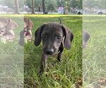 Small #2 Dachshund Mix