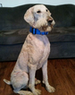 Small Photo #1 Goldendoodle Puppy For Sale in WALTON, IN, USA