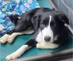 Small #18 Border Collie