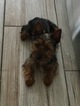 Small Yorkshire Terrier