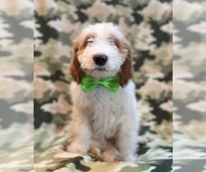 Goldendoodle Puppy for sale in LAKELAND, FL, USA