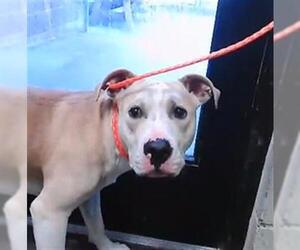 Mutt Dogs for adoption in Tulsa, OK, USA