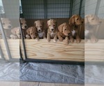 Small #1 Poodle (Standard)