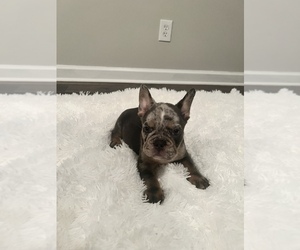 French Bulldog Puppy for sale in ATLANTA, GA, USA