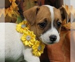 Image preview for Ad Listing. Nickname: Jack Russell