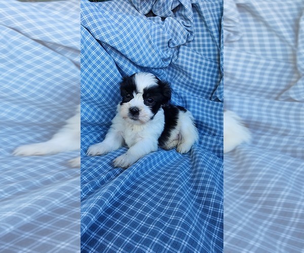 Medium Photo #9 Zuchon Puppy For Sale in GREENWOOD, WI, USA