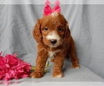 Image preview for Ad Listing. Nickname: Libby