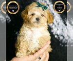 Small #5 Maltipoo