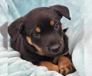 Eureka Pup - Carter - Male Mutt Dog for Adoption - Photo #3