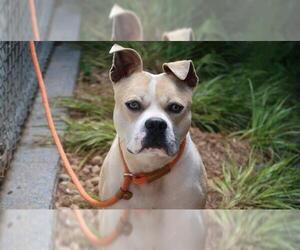 American Pit Bull Terrier Dogs for adoption in Charlotte, NC, USA