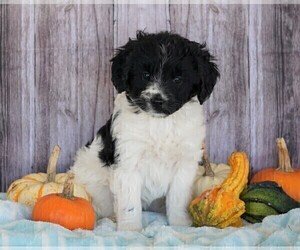 Border-Aussie-Poodle (Standard) Mix Puppy for sale in FREDERICKSBG, OH, USA