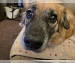 Small #8 Golden Retriever Mix