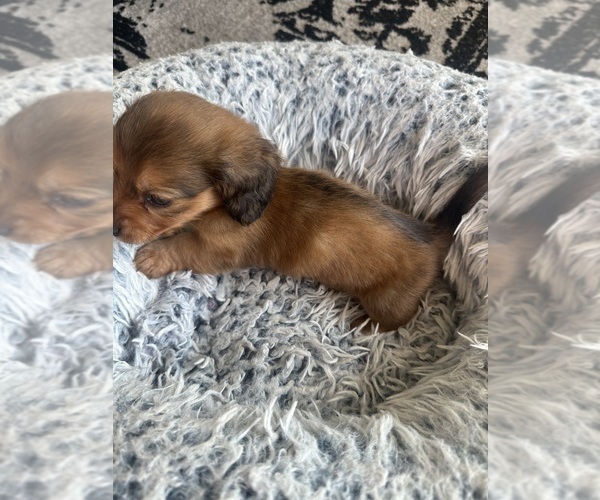 Medium Photo #5 Dachshund Puppy For Sale in SAN DIEGO, CA, USA