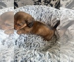 Small #4 Dachshund