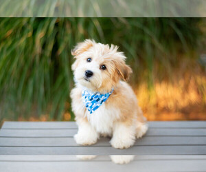 Havanese Puppy for sale in NORTH LAWRENCE, OH, USA