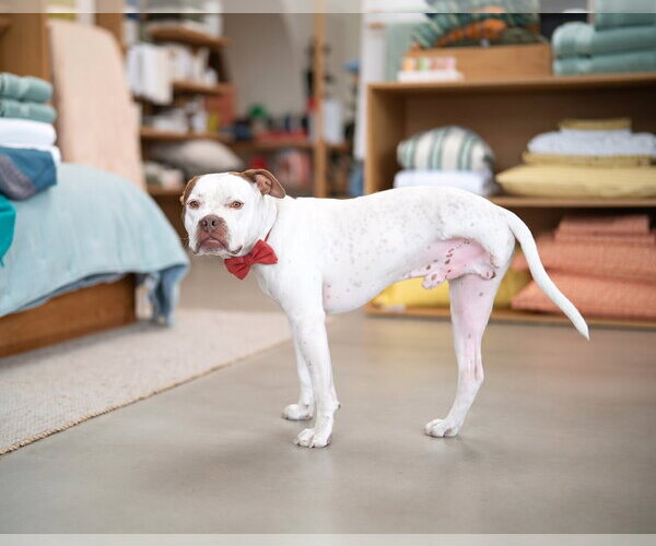 Medium Photo #6 Boxer-Unknown Mix Puppy For Sale in Marina Del Rey, CA, USA