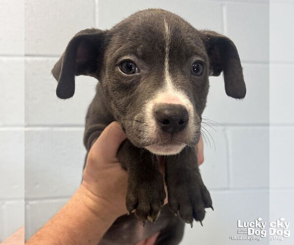 Medium Photo #2 Labrador Retriever-Unknown Mix Puppy For Sale in Washington, DC, USA