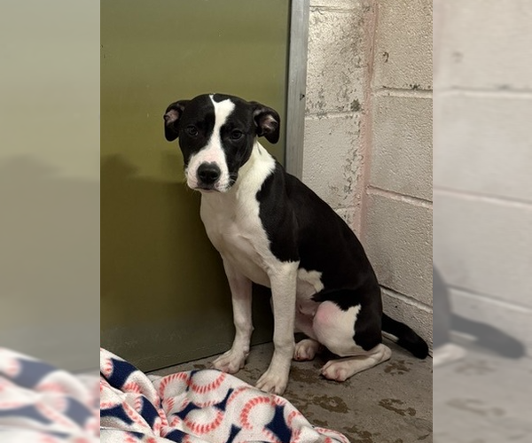 Medium Photo #5 Mutt Puppy For Sale in Elmsford, NY, USA