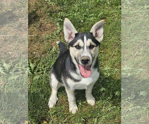Medium Photo #1 German Shepherd Dog-Unknown Mix Puppy For Sale in Cliffwood, NJ, USA