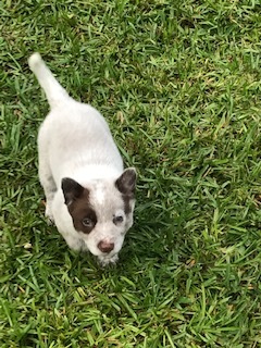 Medium Photo #6 Australian Cattle Dog Puppy For Sale in ODESSA, FL, USA