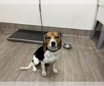 Small Beagle