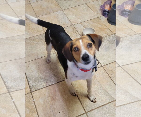 Medium Photo #3 Beagle Puppy For Sale in Las Vegas, NV, USA