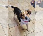 Small #2 Beagle