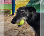 Small #1 Borzoi Mix