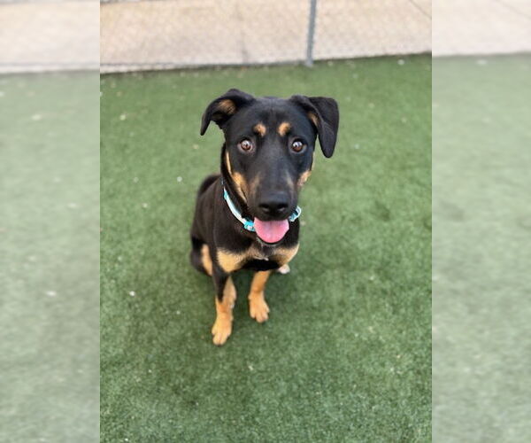 Medium Photo #1 German Shepherd Dog-Unknown Mix Puppy For Sale in Texas City, TX, USA