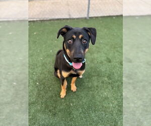 German Shepherd Dog-Unknown Mix Dogs for adoption in Texas City, TX, USA