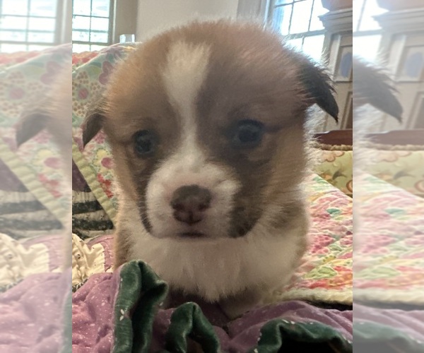 Medium Photo #20 Pembroke Welsh Corgi Puppy For Sale in JACKSON, NJ, USA