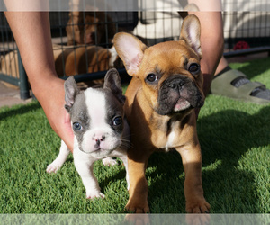 French Bulldog Puppy for sale in LAS VEGAS, NV, USA