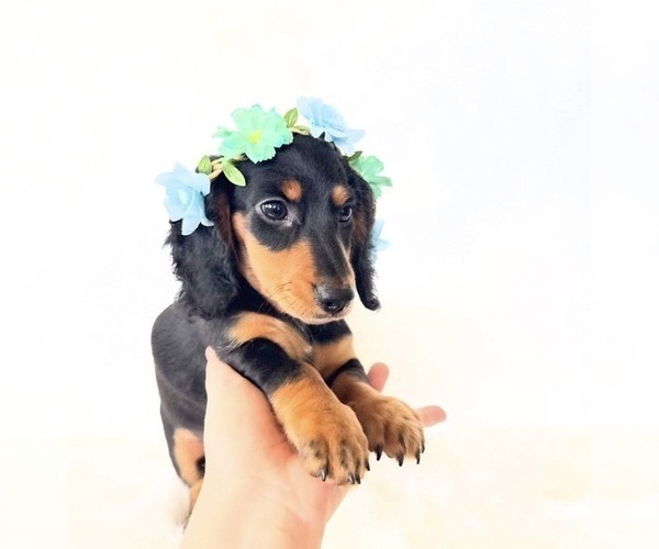 Medium Photo #5 Dachshund Puppy For Sale in DAVIS, CA, USA