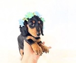 Small #4 Dachshund