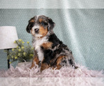 Small Photo #7 Bernedoodle (Miniature) Puppy For Sale in PARADISE, PA, USA