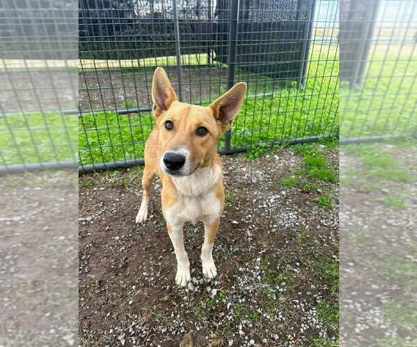 Medium Photo #1 Mutt Puppy For Sale in Abbeville, LA, USA